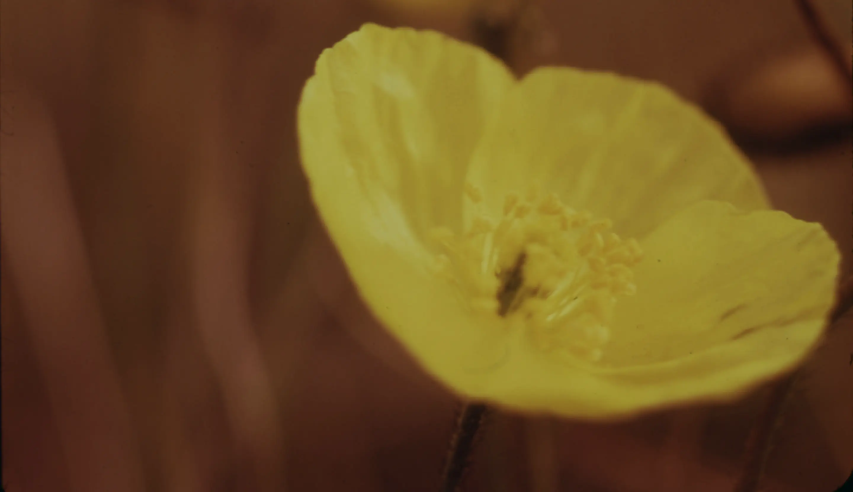 Unser Angebot / Training Bild einer Blume
